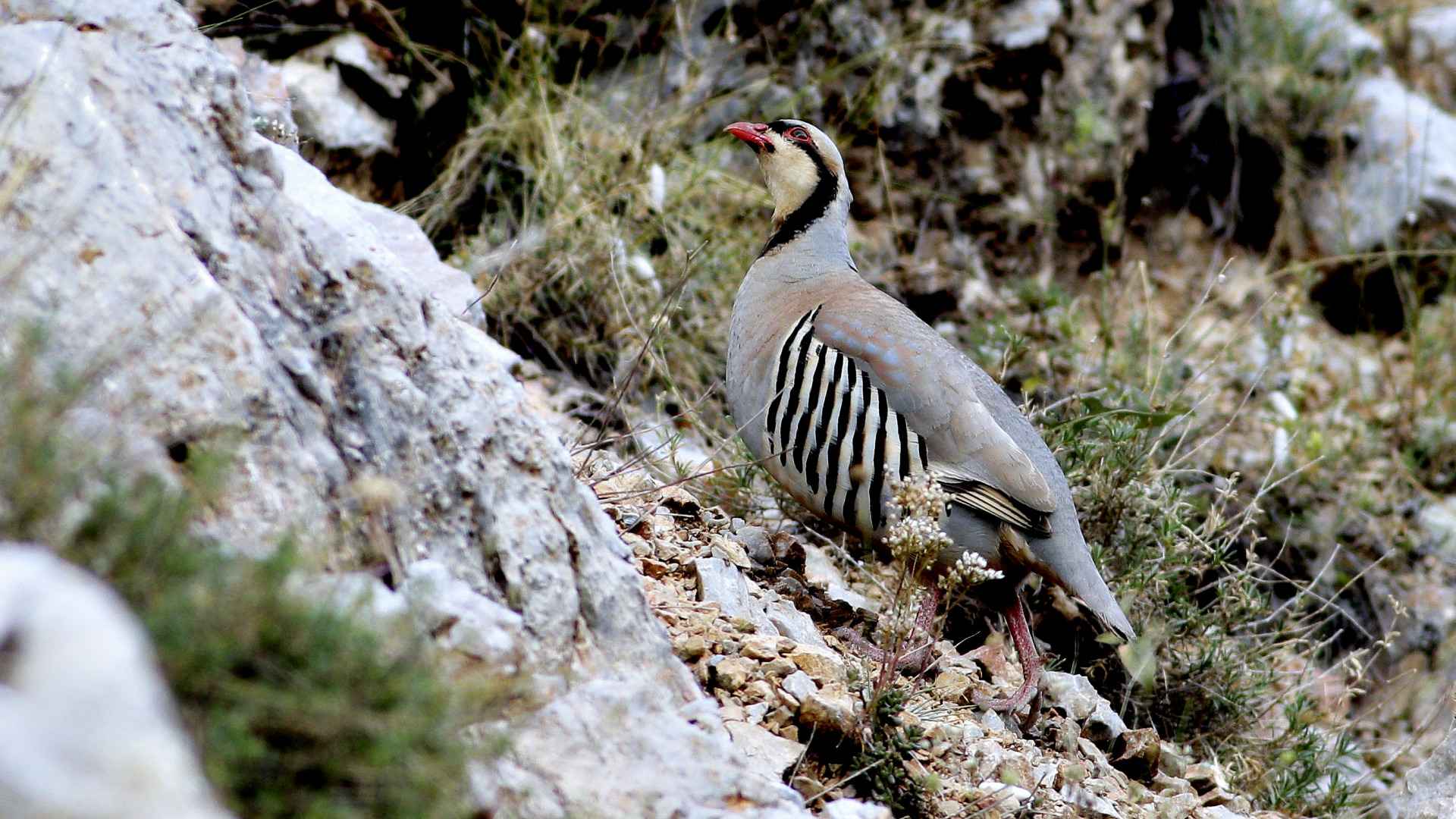 Chukar