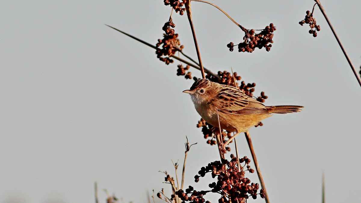Zitting Cisticola