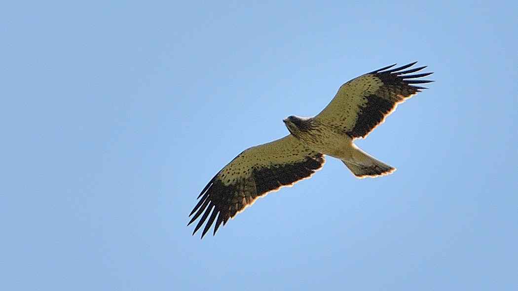Booted Eagle