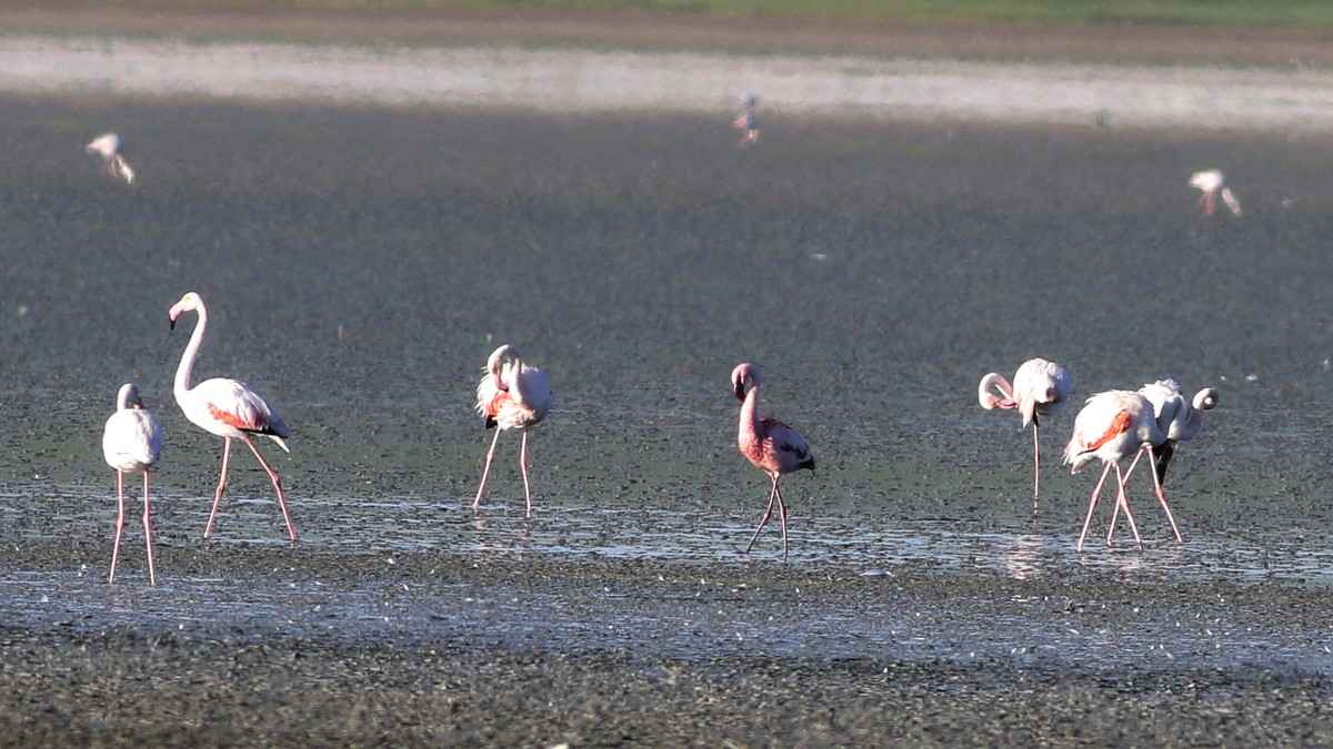Lesser Flamingo