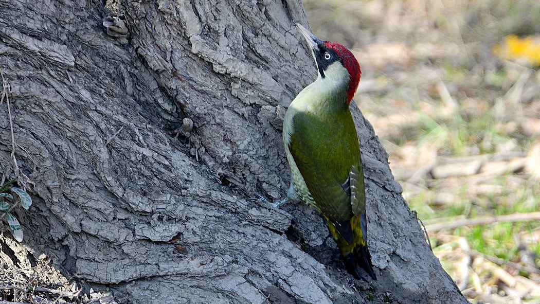 Eurasian Green Woodpecker