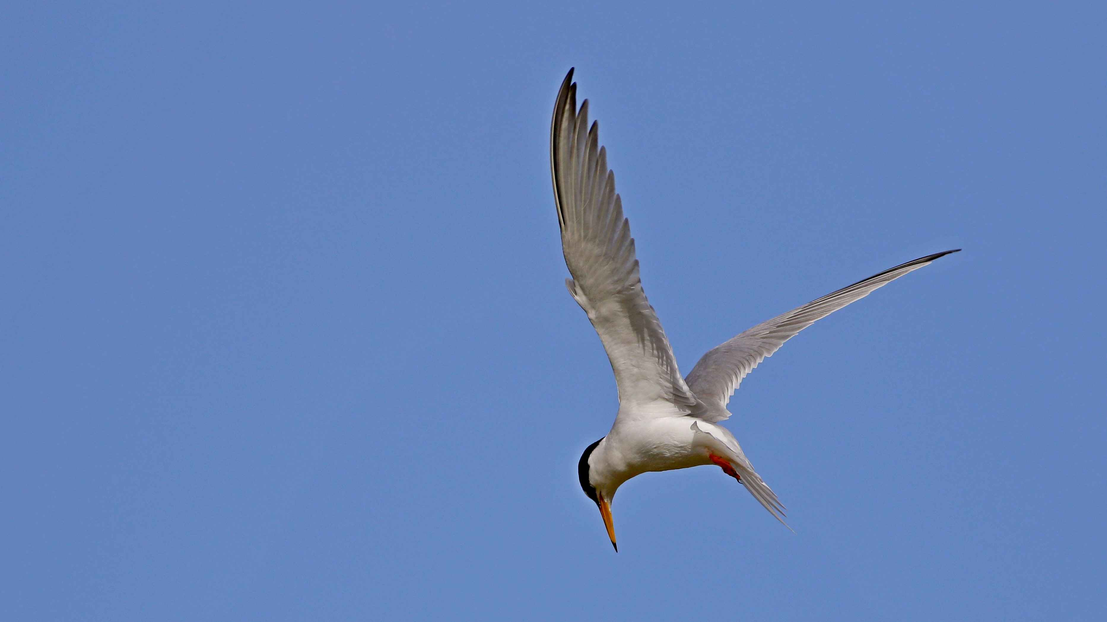 Little Tern