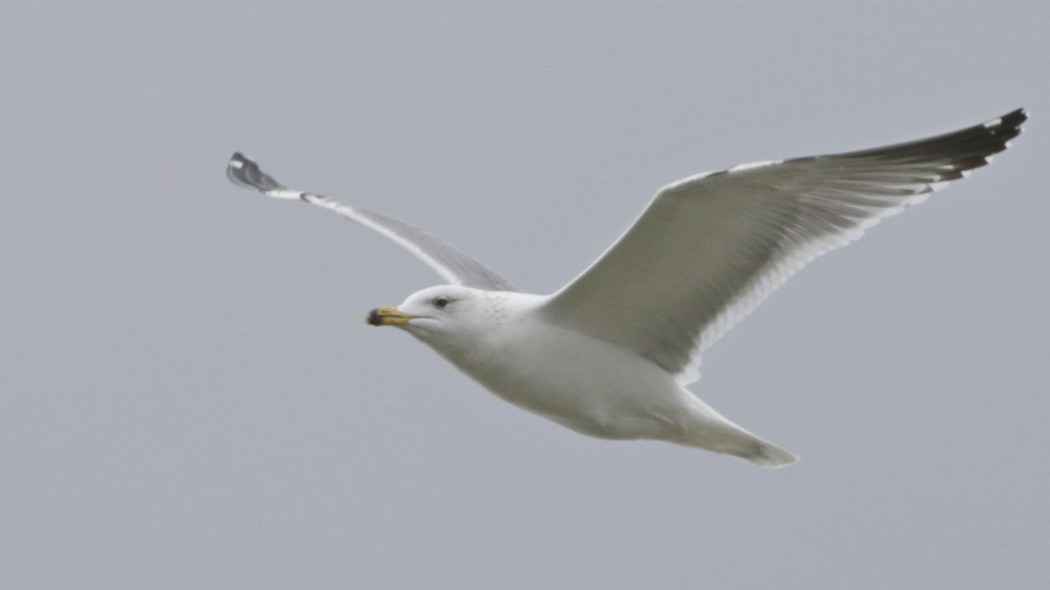 Armenian Gull