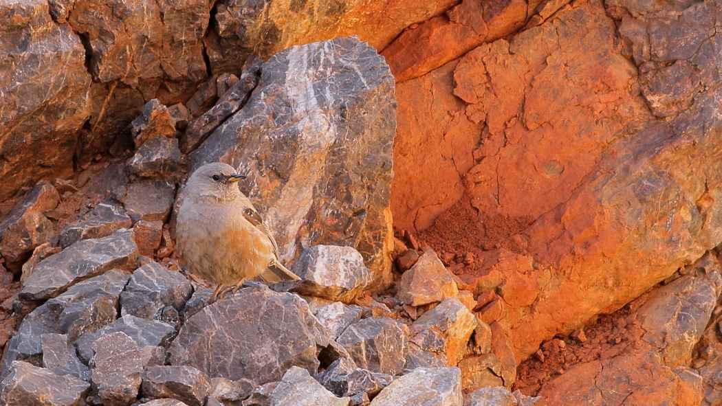 Alpine Accentor