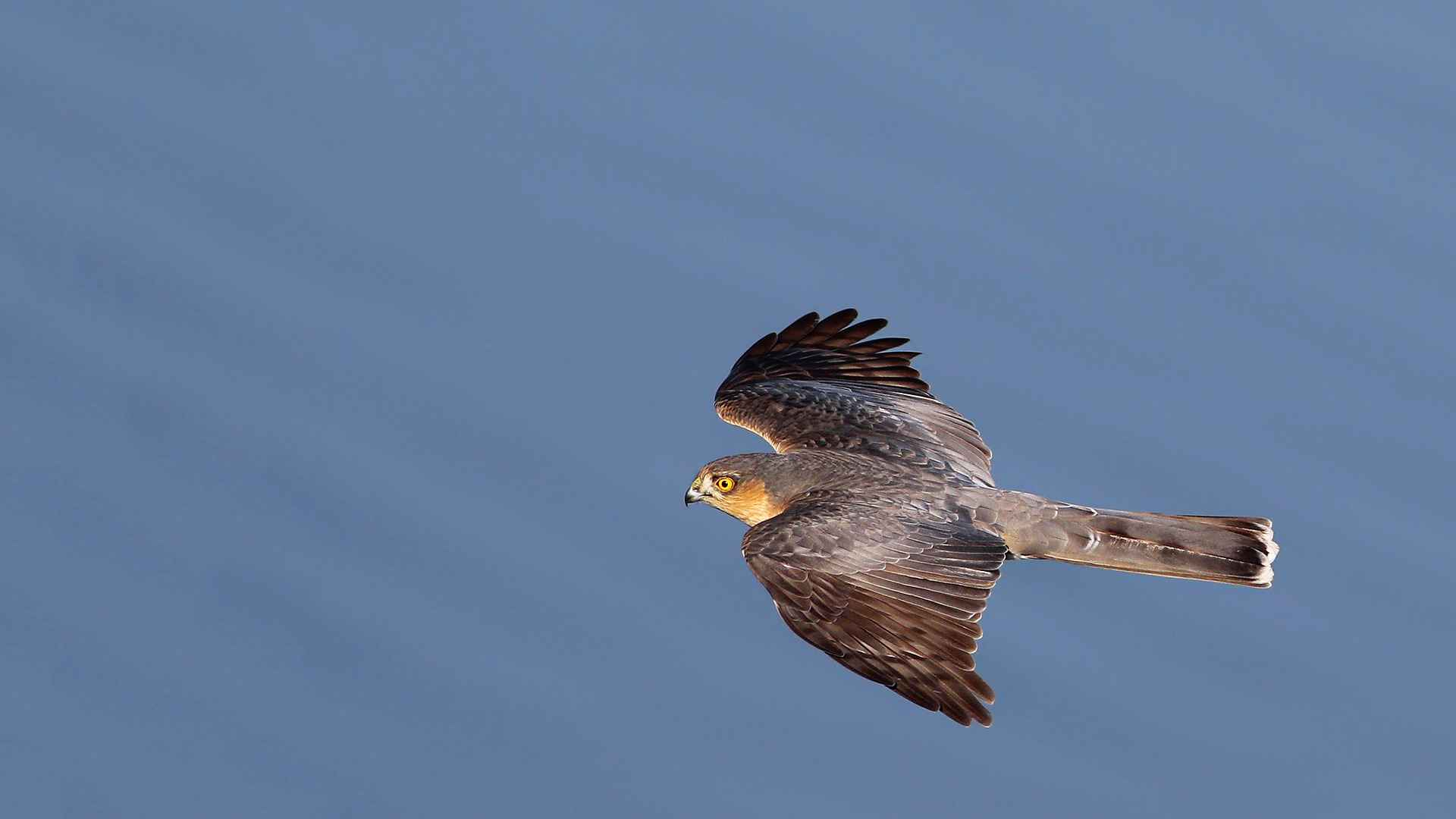 Eurasian Sparrowhawk