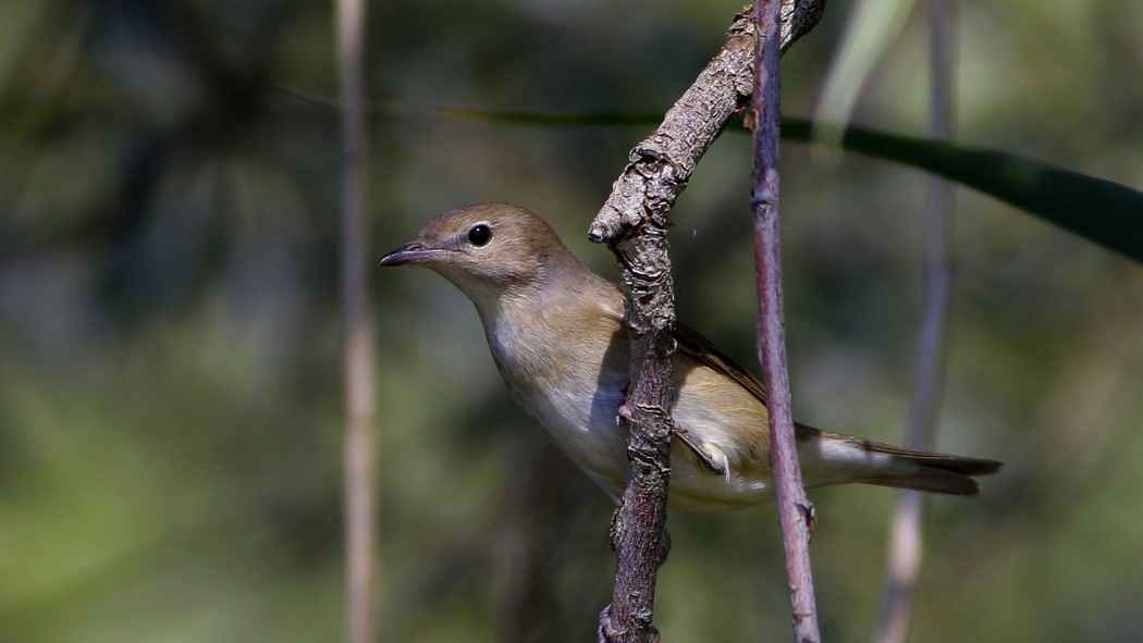 Garden Warbler