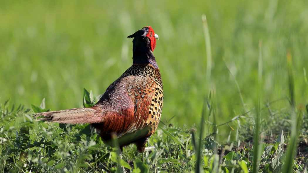 Ring-necked Pheasant