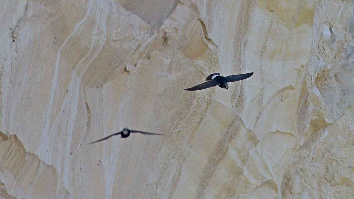 Little Swift