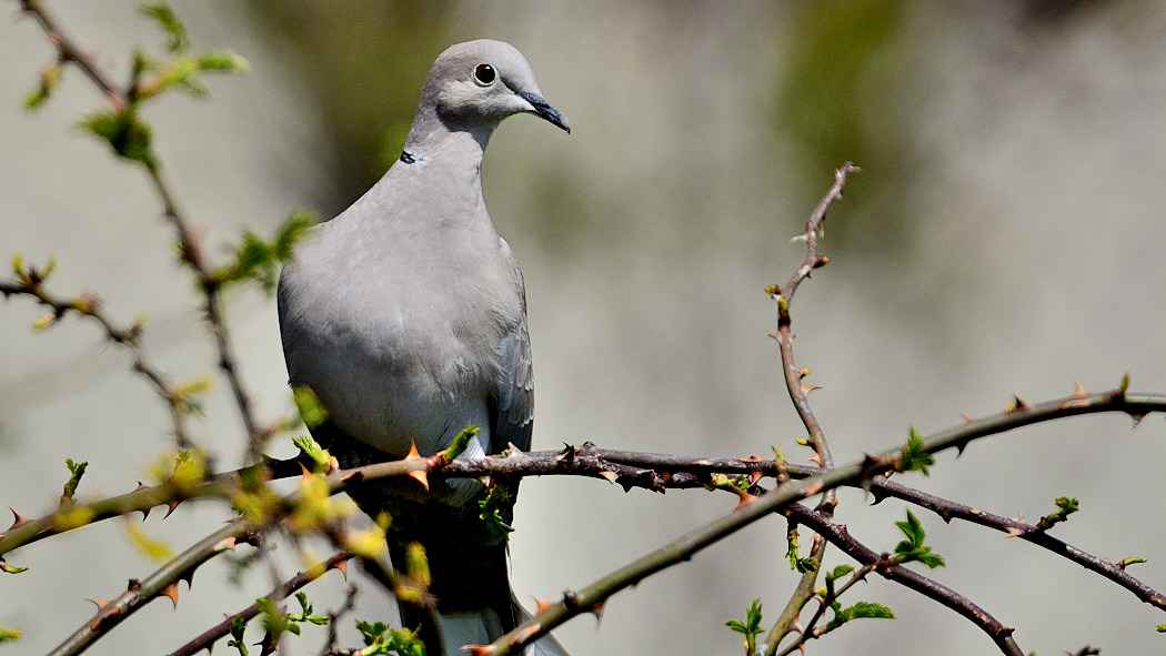 Eurasian Collared-Dove