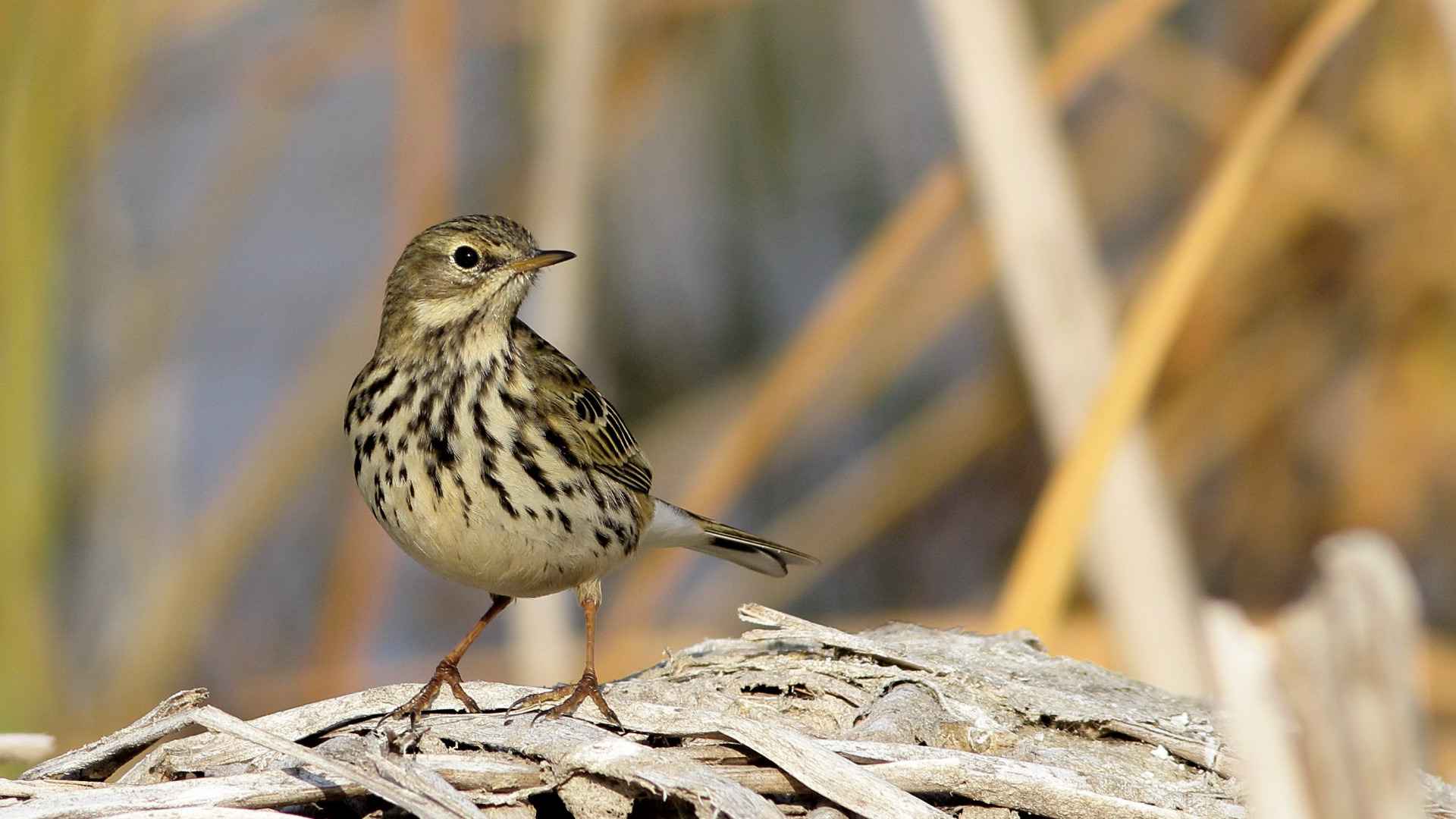 Meadow Pipit