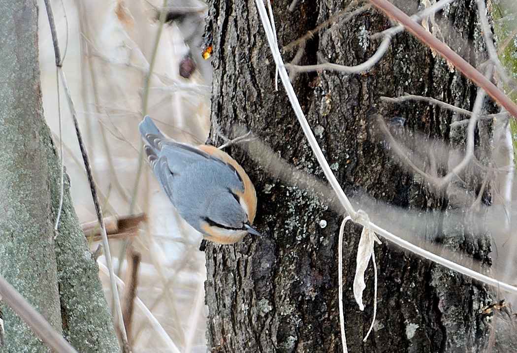 Eurasian Nuthatch