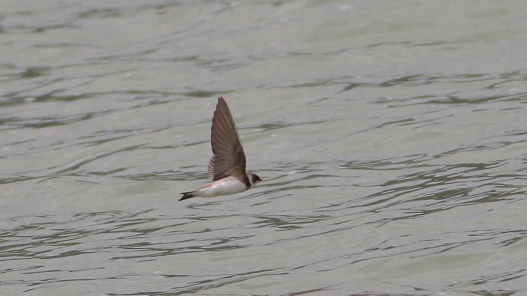 Bank Swallow