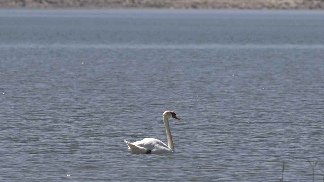 Mute Swan