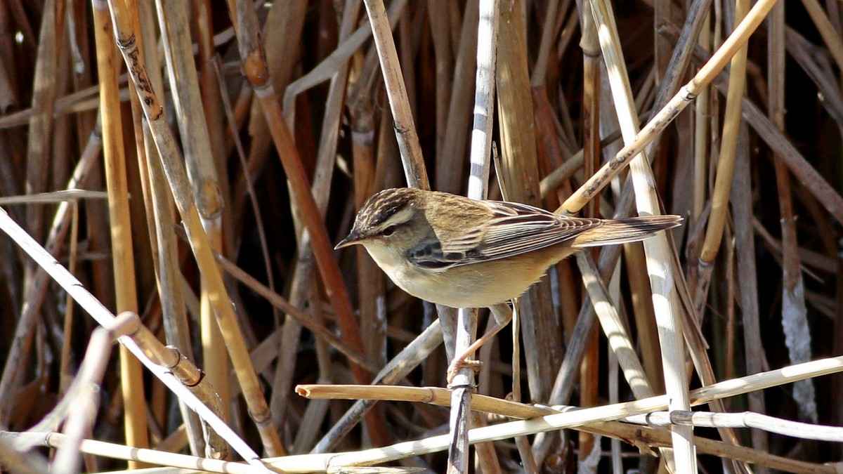 Sedge Warbler