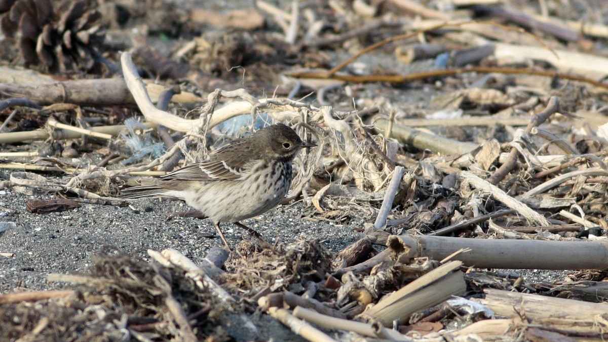 American Pipit