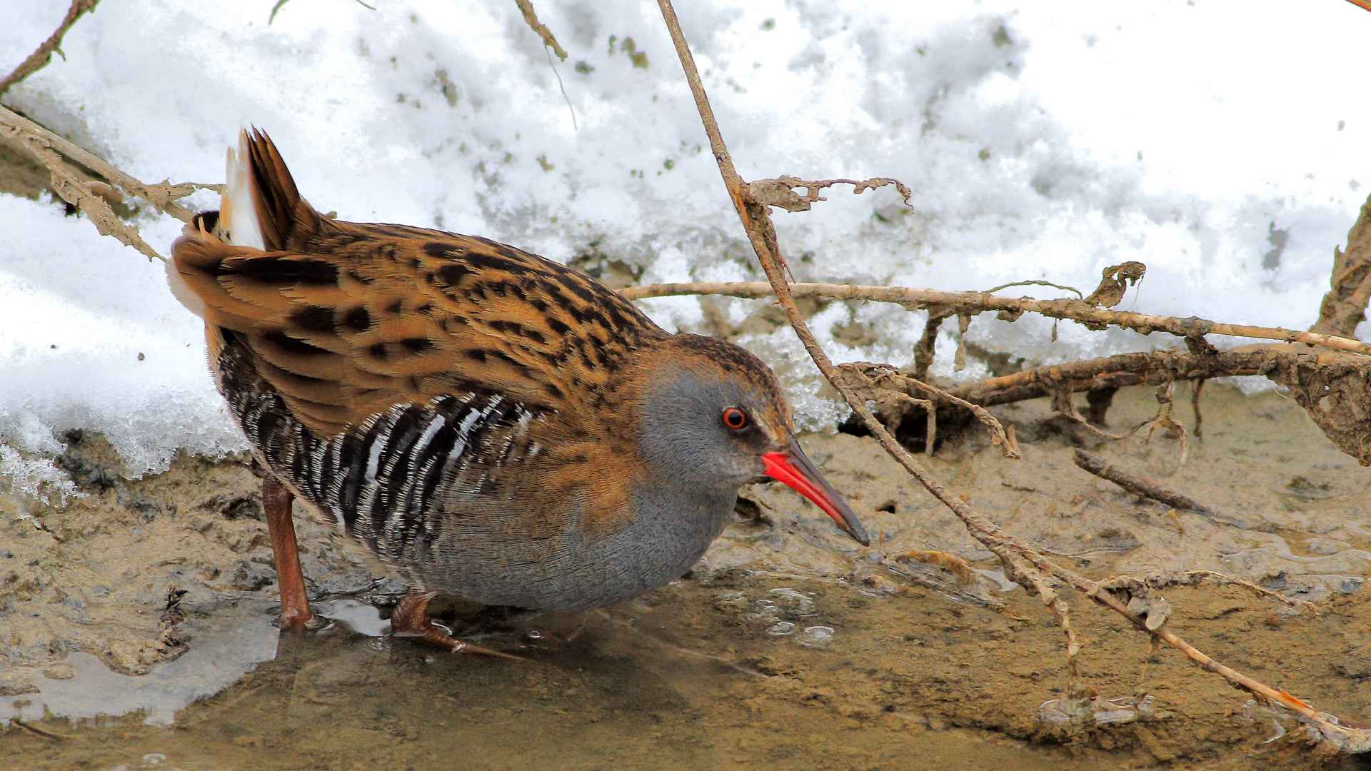 Water Rail