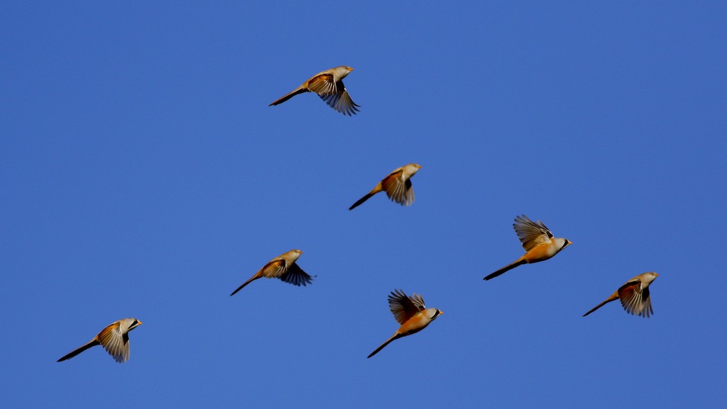 Bearded Reedling