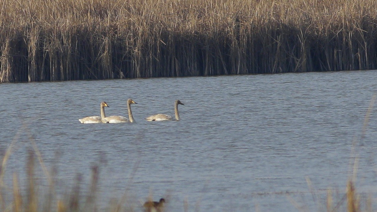 Whooper Swan