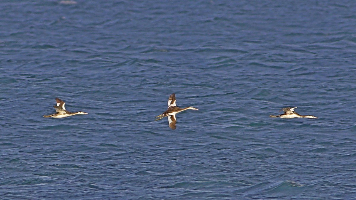 Great Crested Grebe