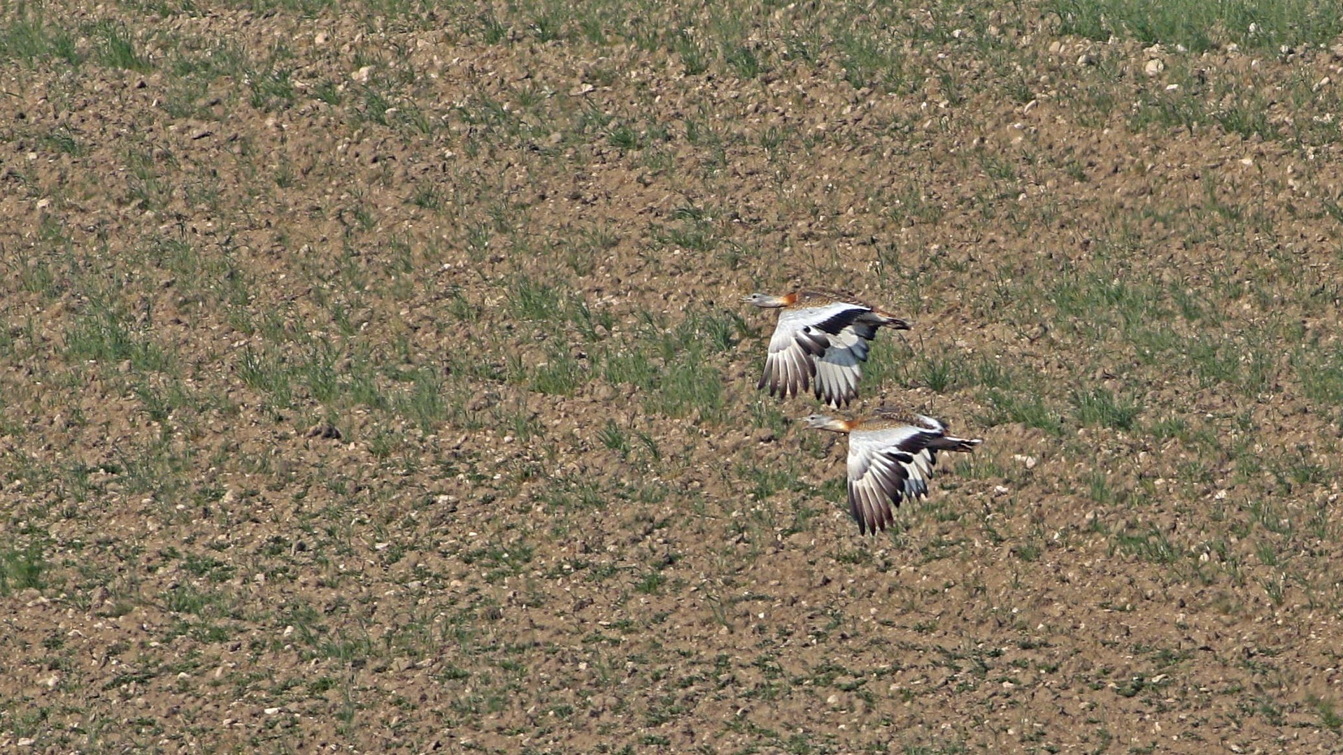 White-winged Lark
