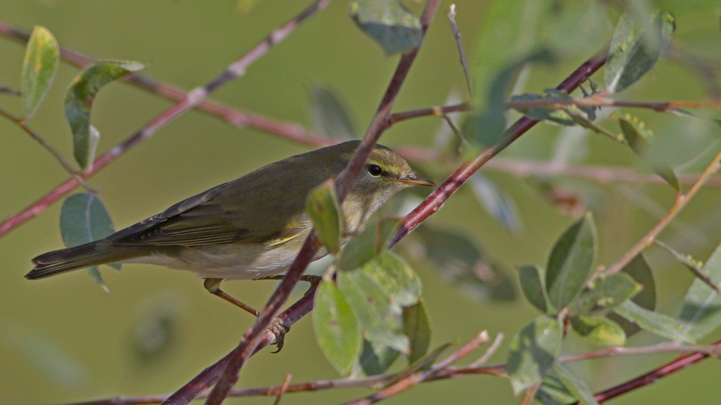 Willow Warbler