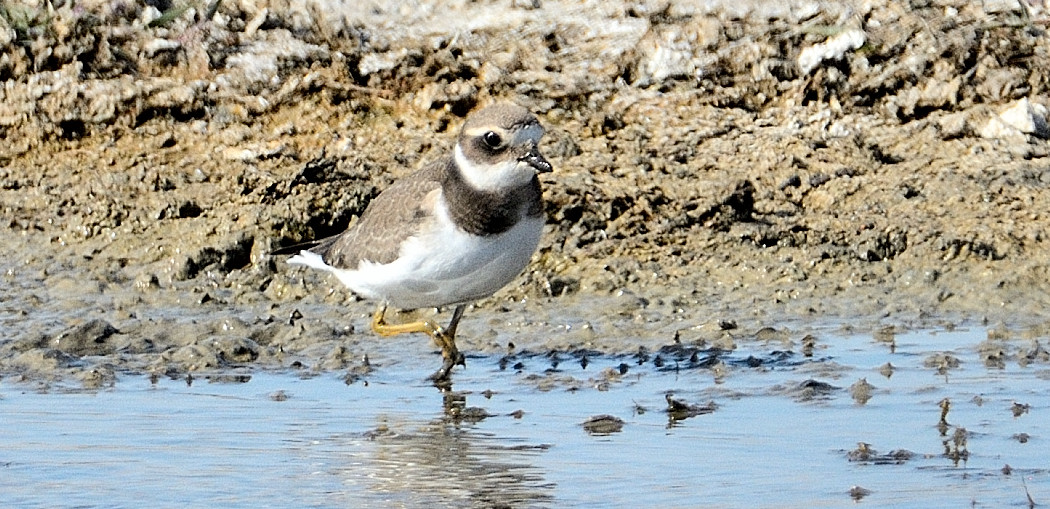 Common Ringed Plover