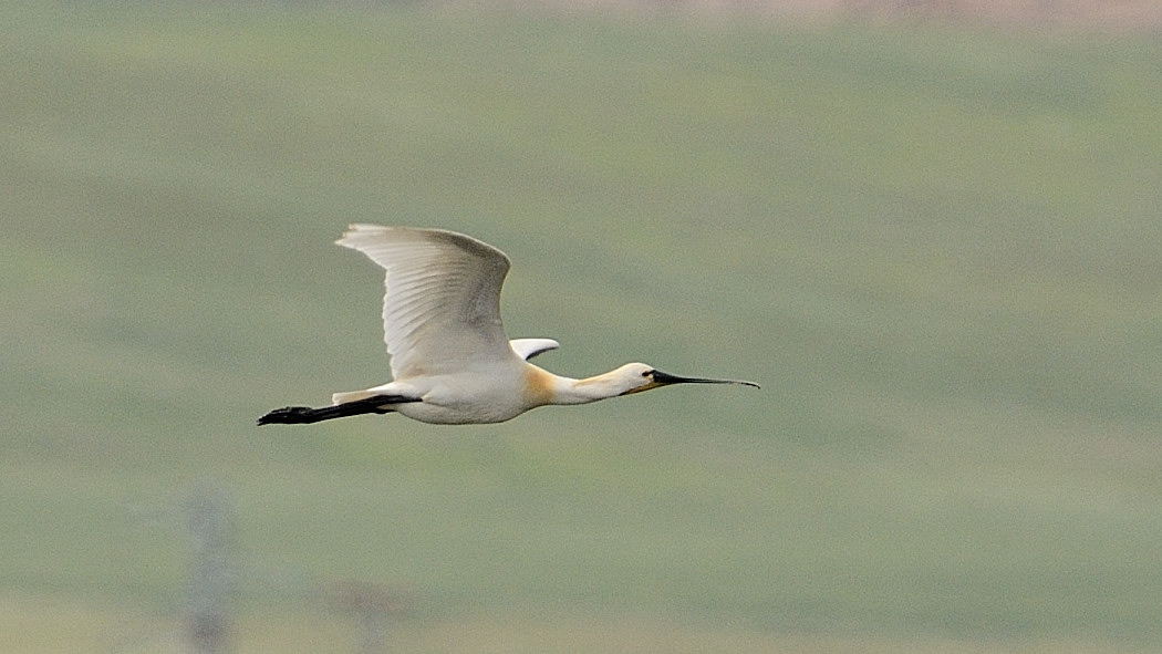 Eurasian Spoonbill — Ana fotoğraf