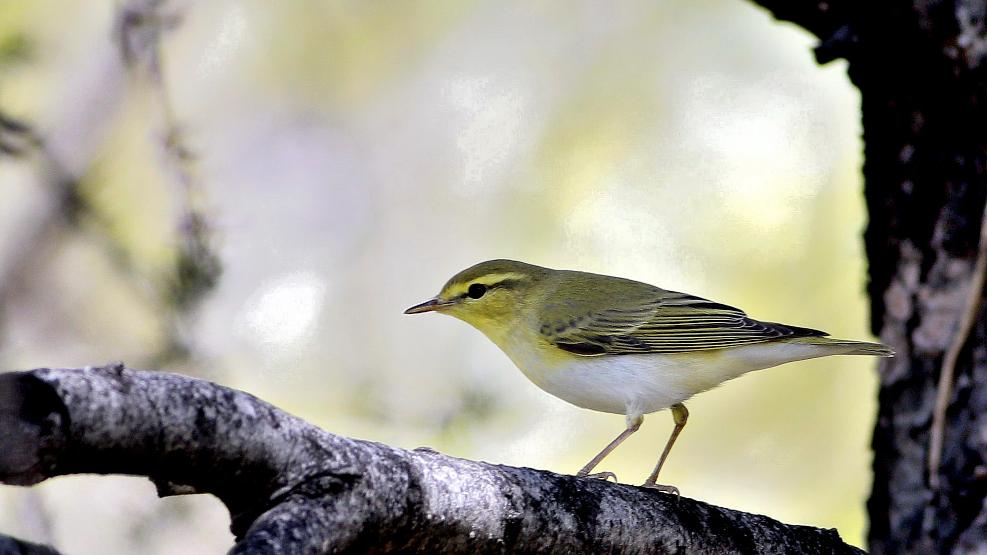Wood Warbler