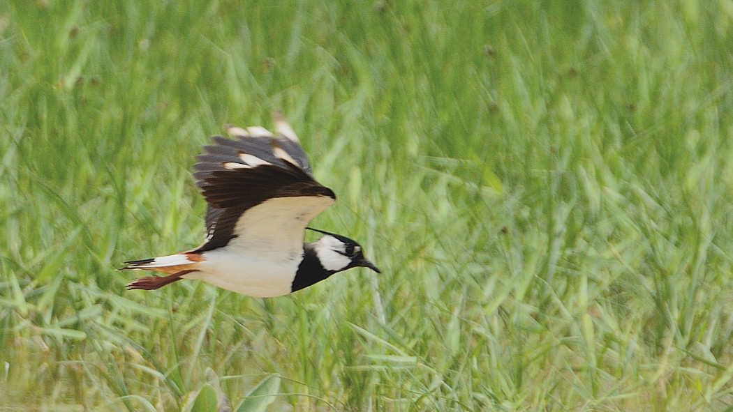Northern Lapwing