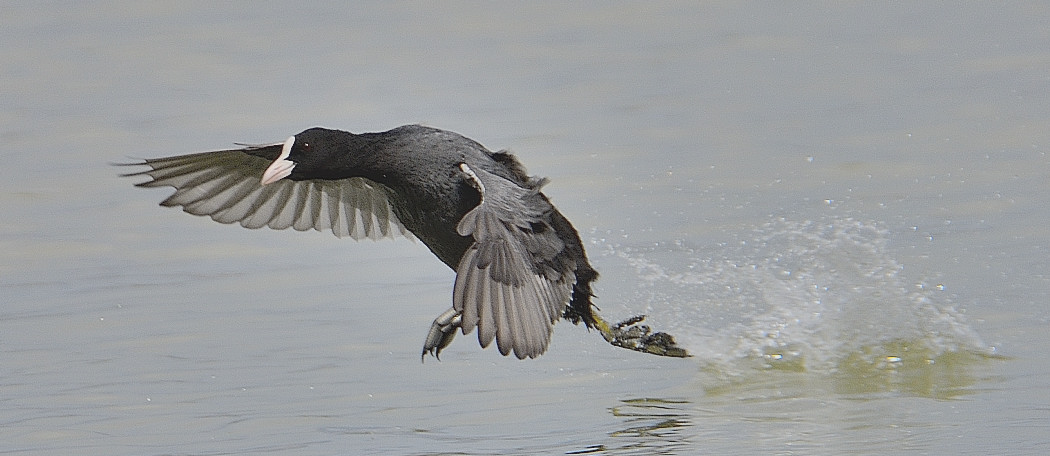 Eurasian Coot