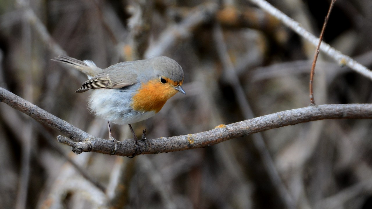 European Robin