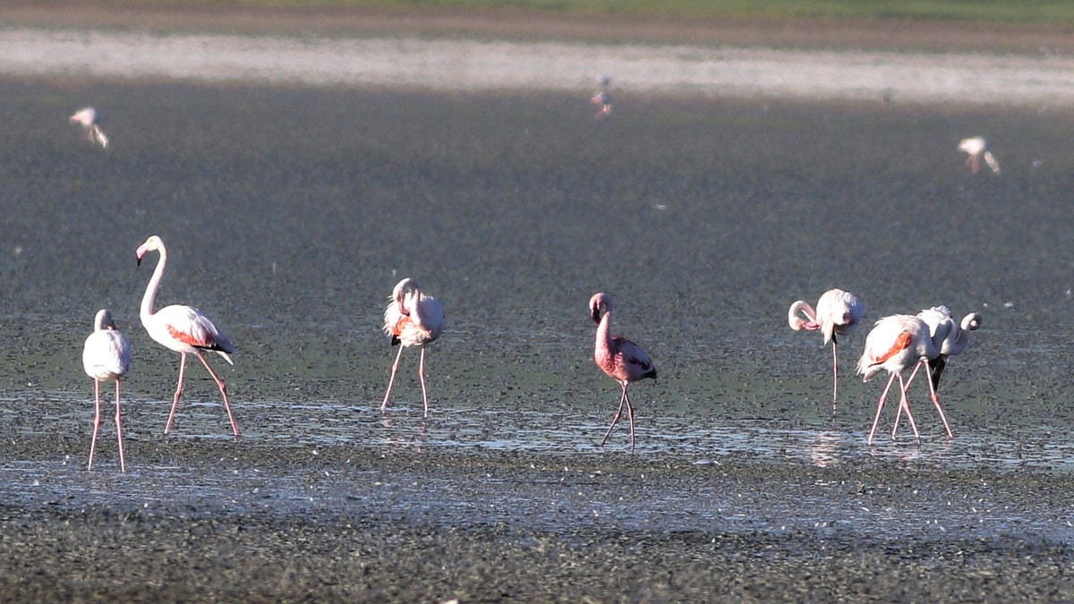 Lesser Flamingo