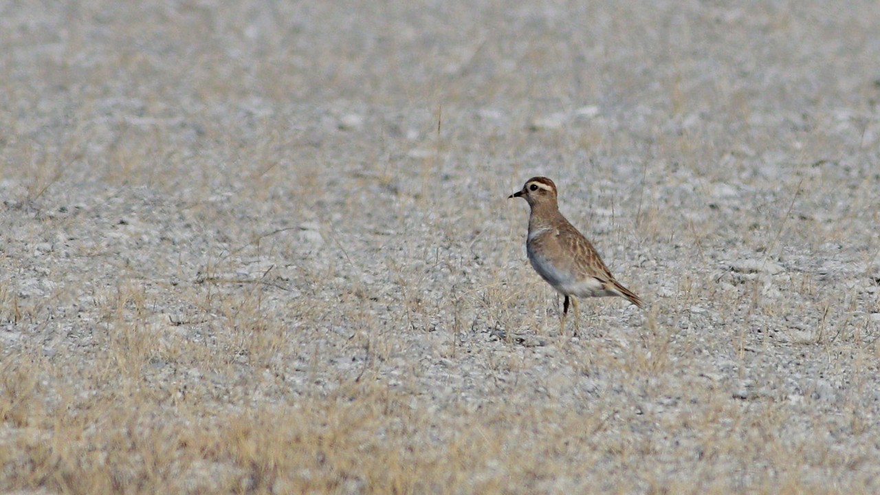 Eurasian Dotterel — Ana fotoğraf