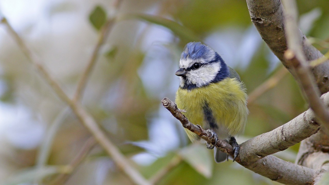 Eurasian Blue Tit