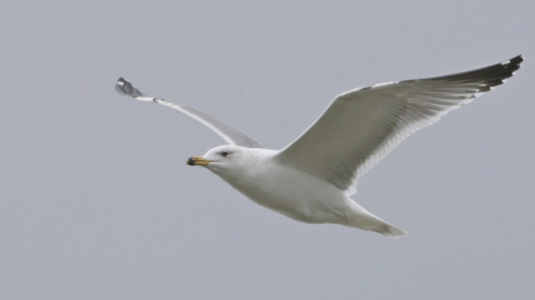 Armenian Gull