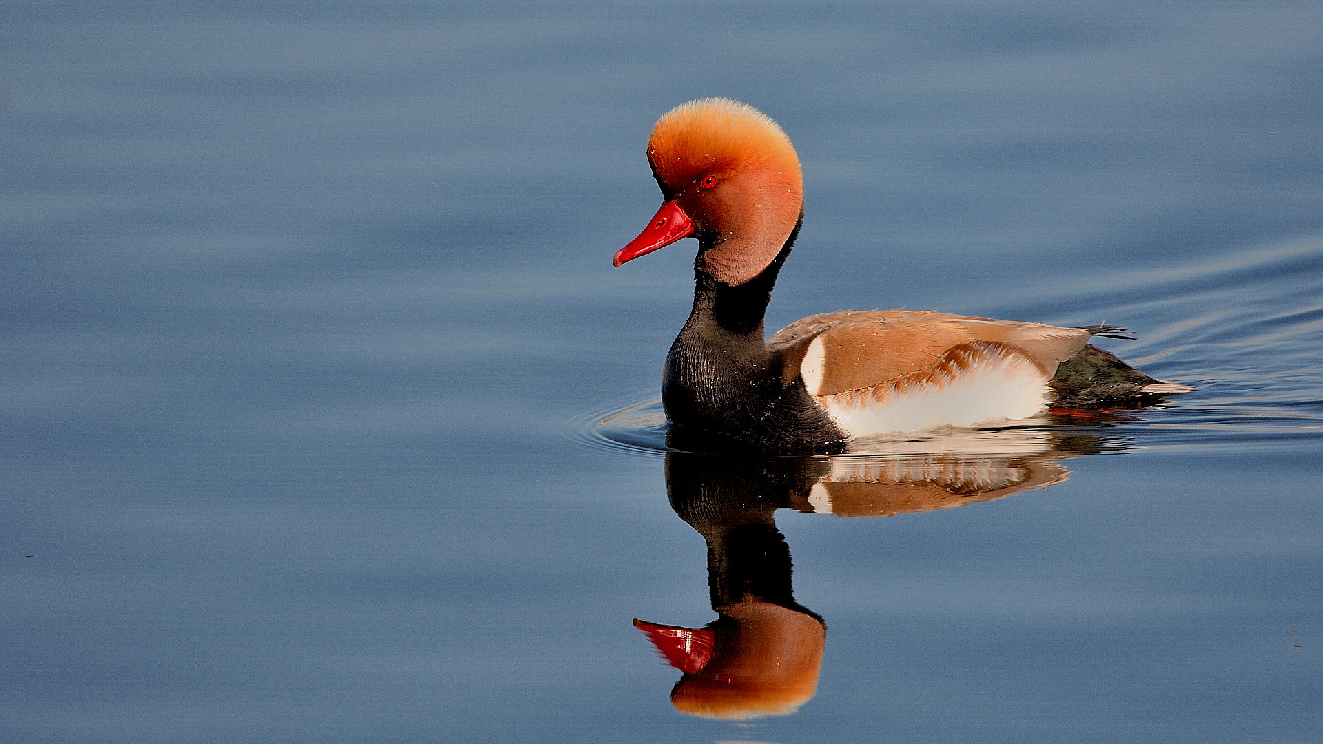 Red-crested Pochard