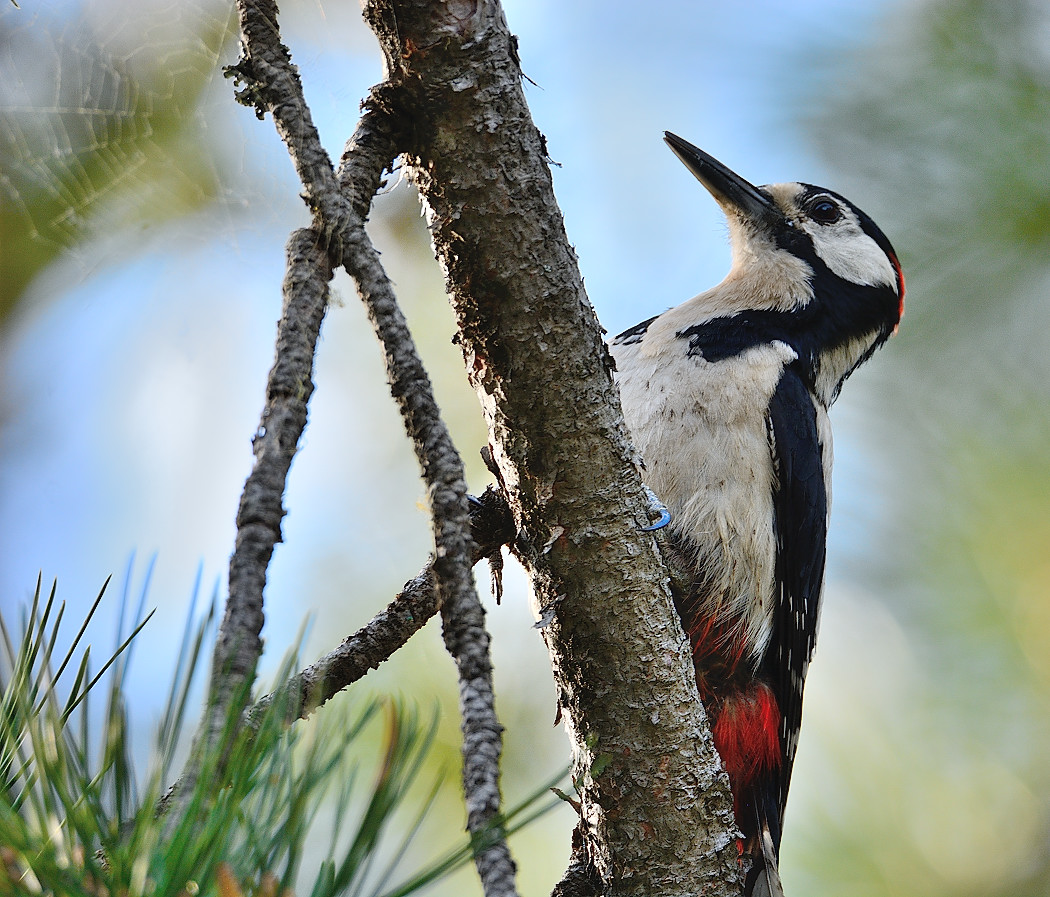 Great Spotted Woodpecker