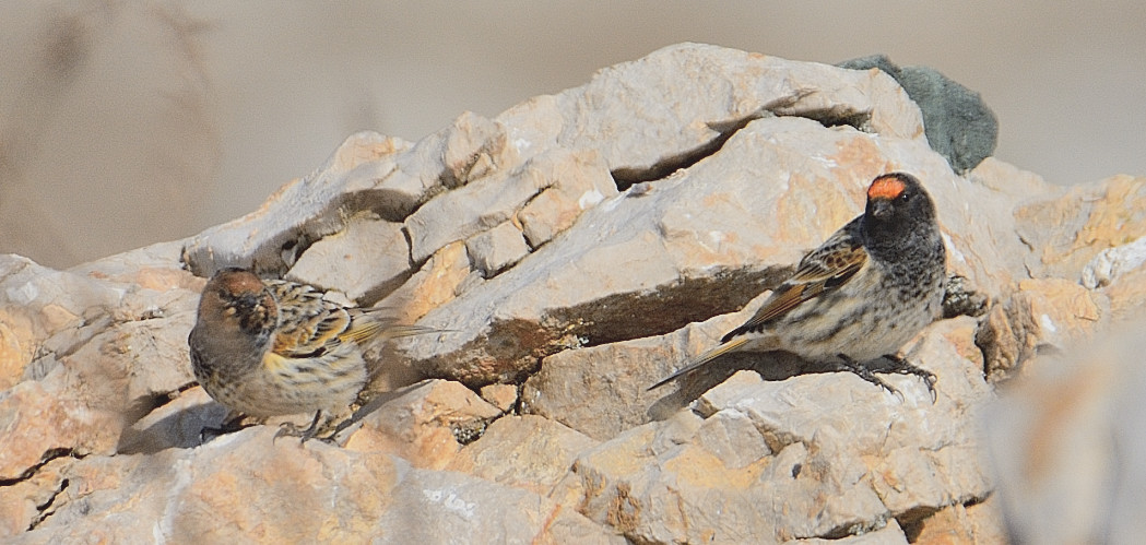 Fire-fronted Serin