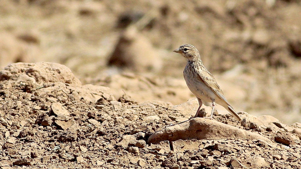 Lesser Short-toed Lark