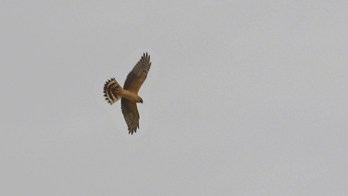 Pallid Harrier