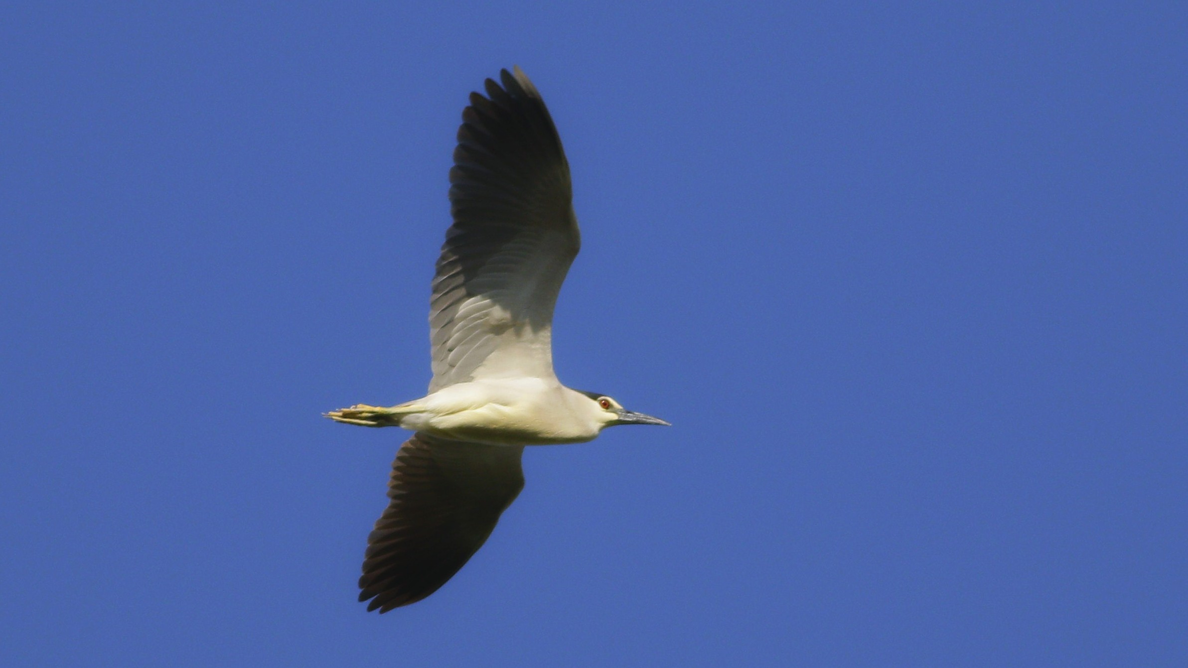 Black-crowned Night-Heron