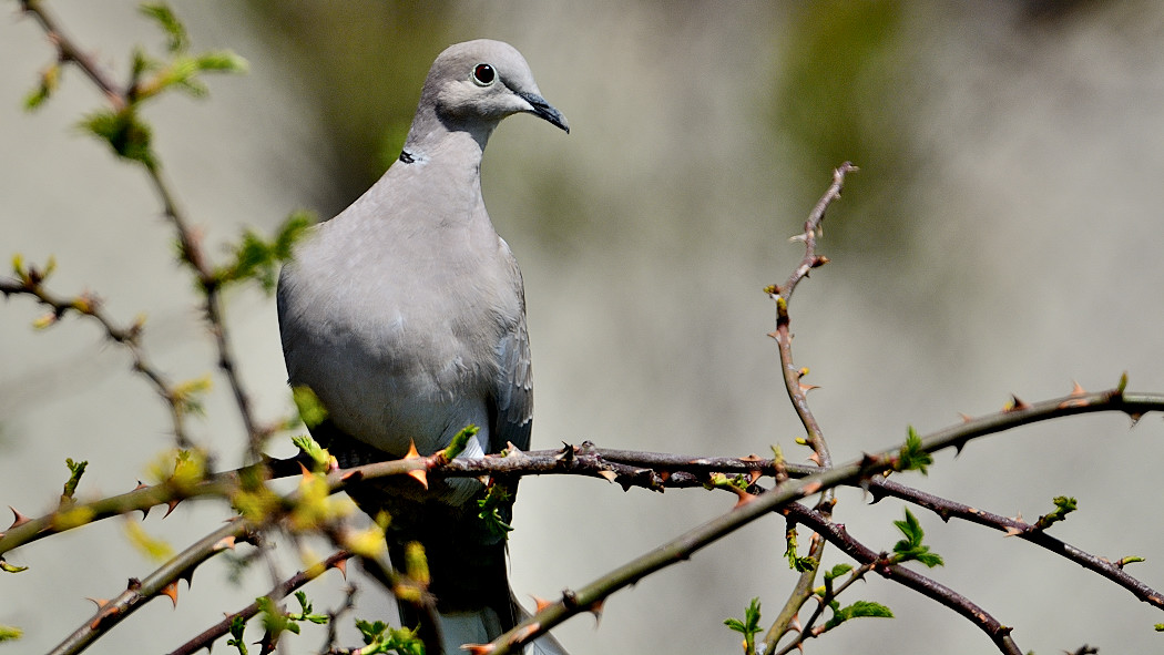 Eurasian Collared-Dove