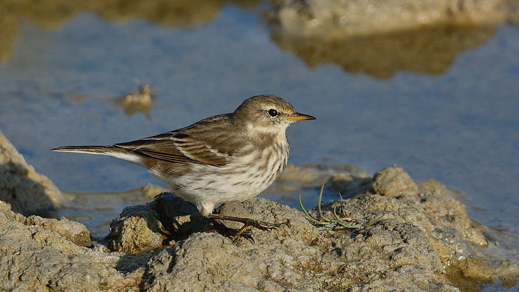 Water Pipit — Ana fotoğraf