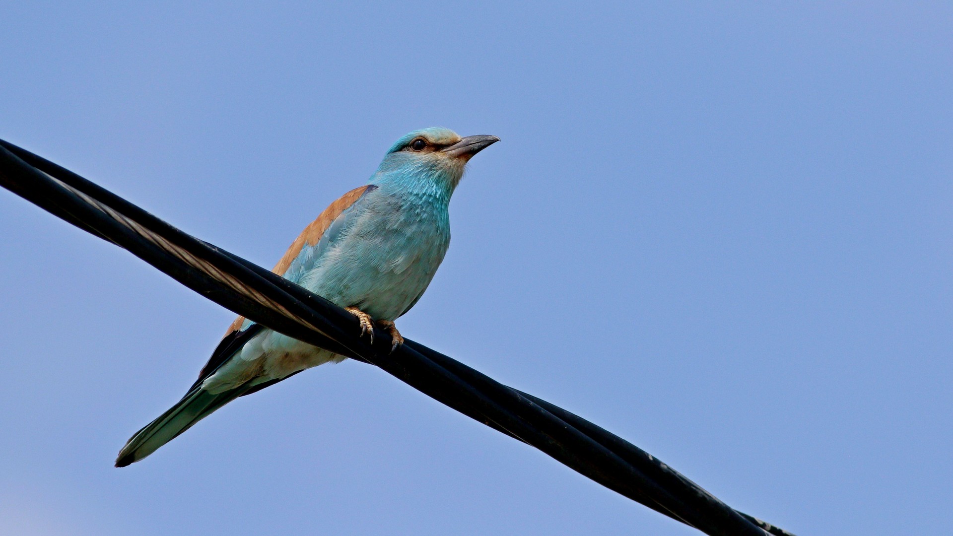 European Roller