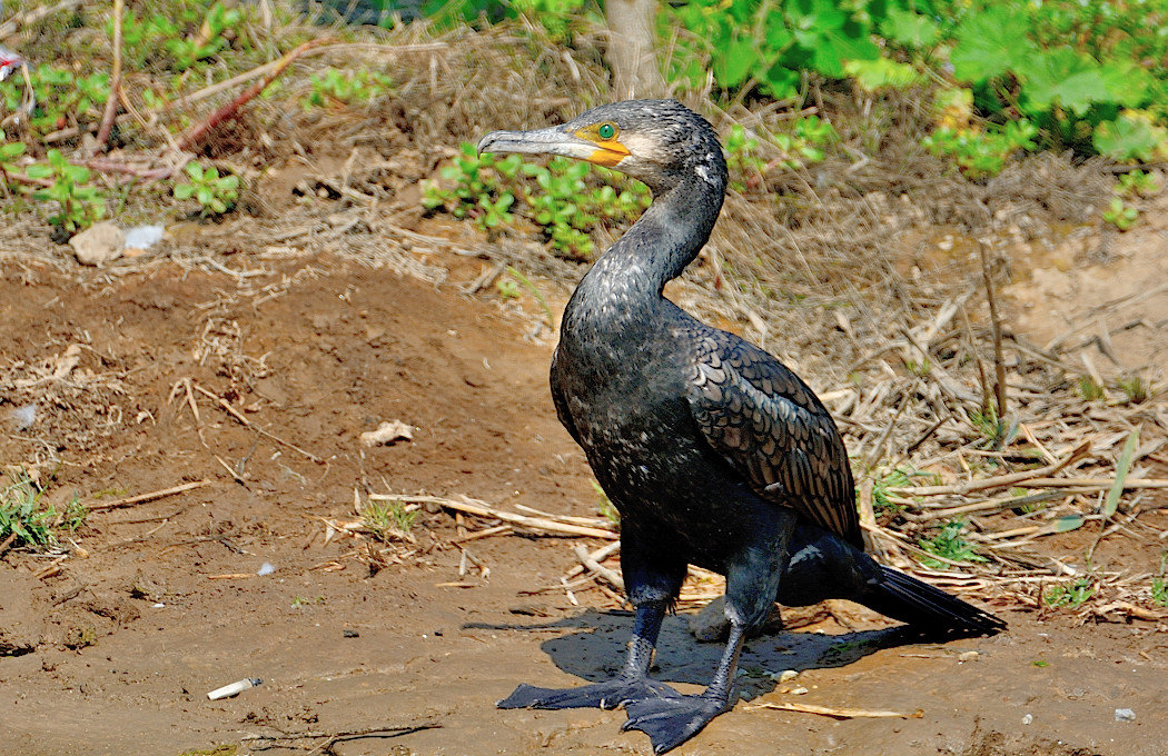 Great Cormorant