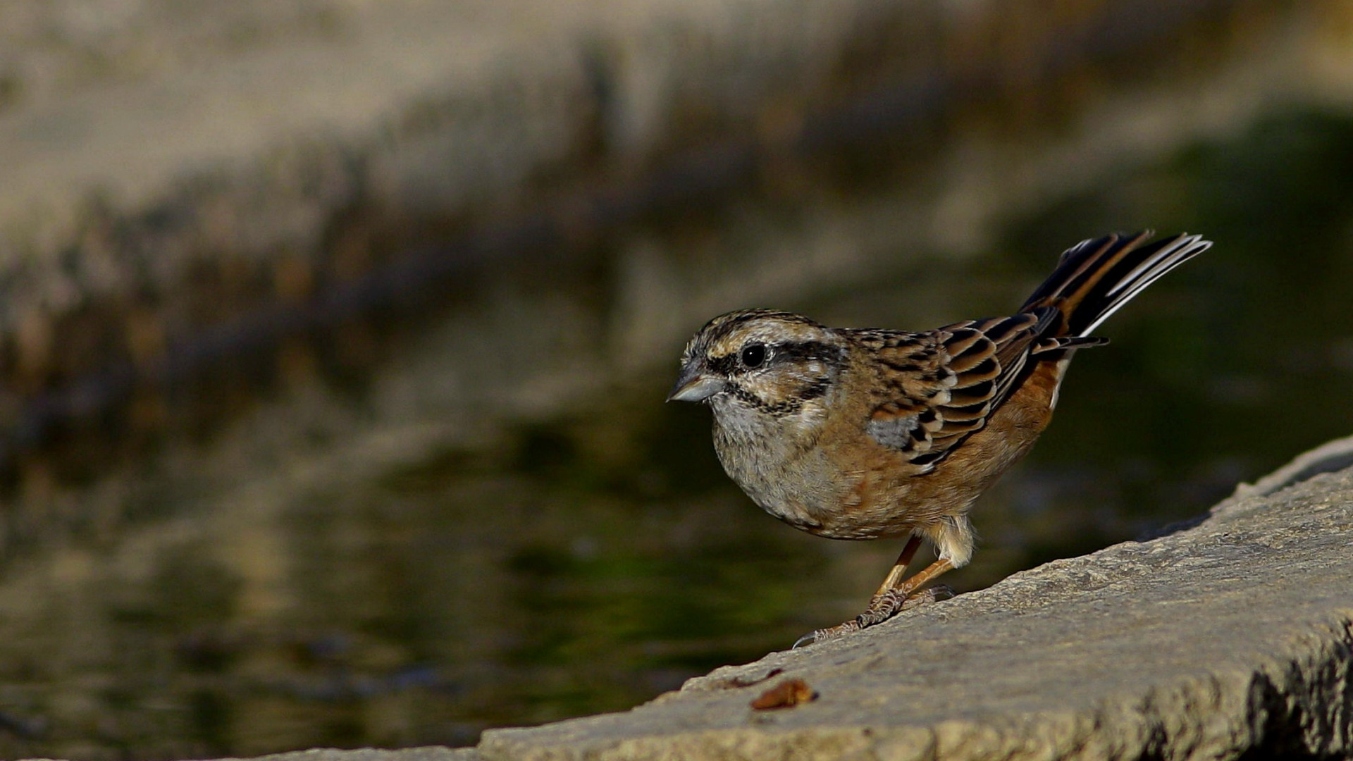 Rock Bunting