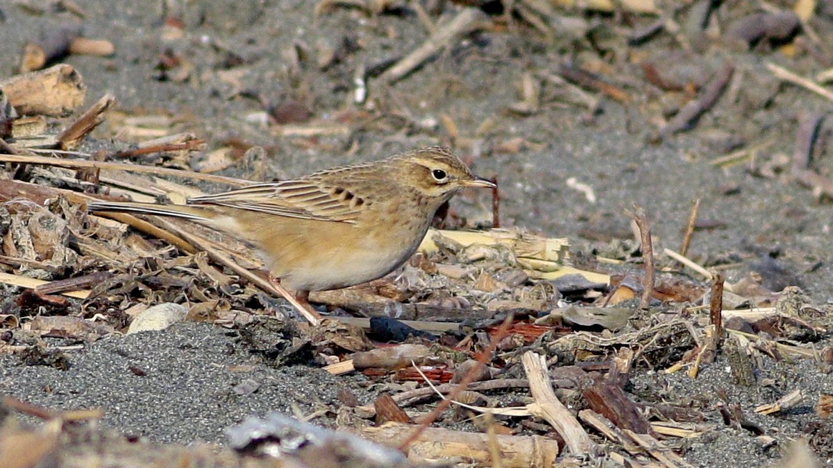Blyth's Pipit