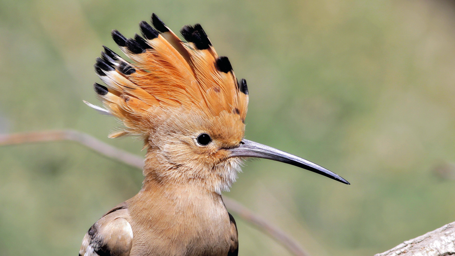 Eurasian Hoopoe