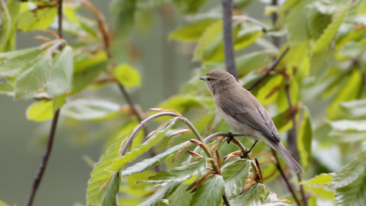 Mountain Chiffchaff