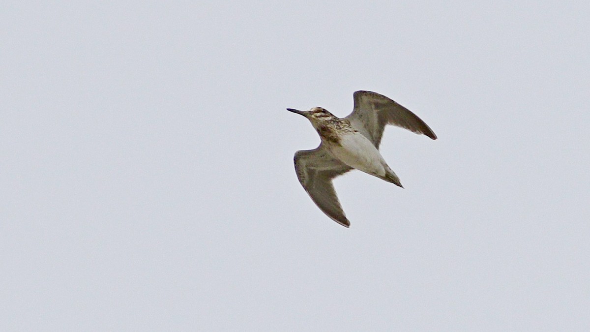 Jack Snipe